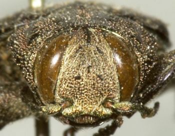 Media type: image;   Entomology 2700 Aspect: head frontal view